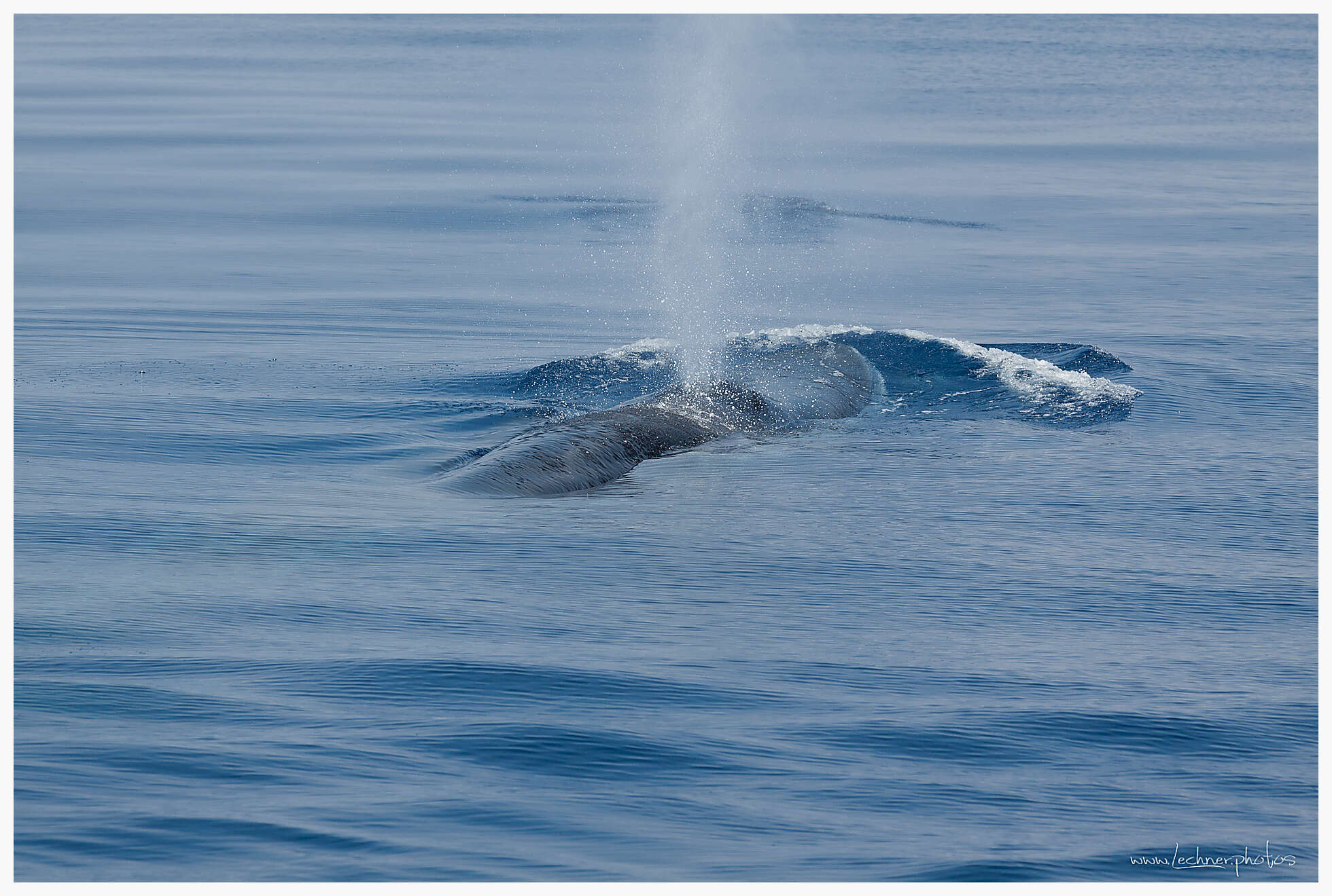 Whales in the Atlantic