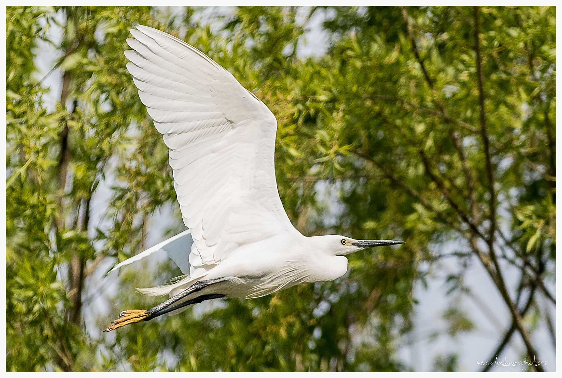 20200406 090832  49A5411