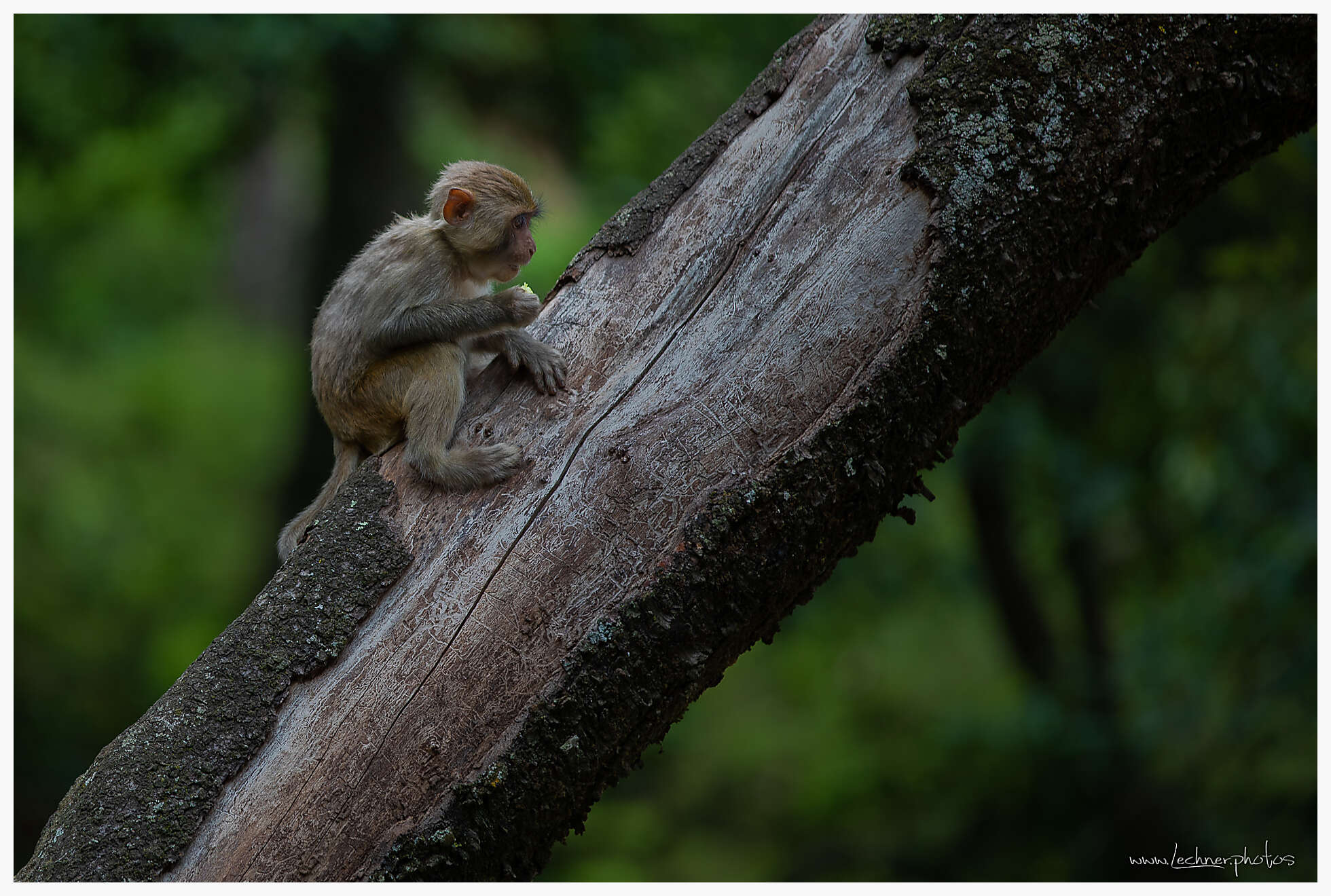 Monkey at Baoxiang Temple Yunnan