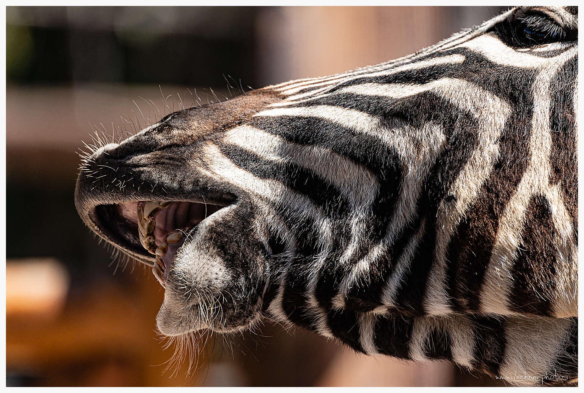 Hungry zebra  in Shanghai Wild Animal Park