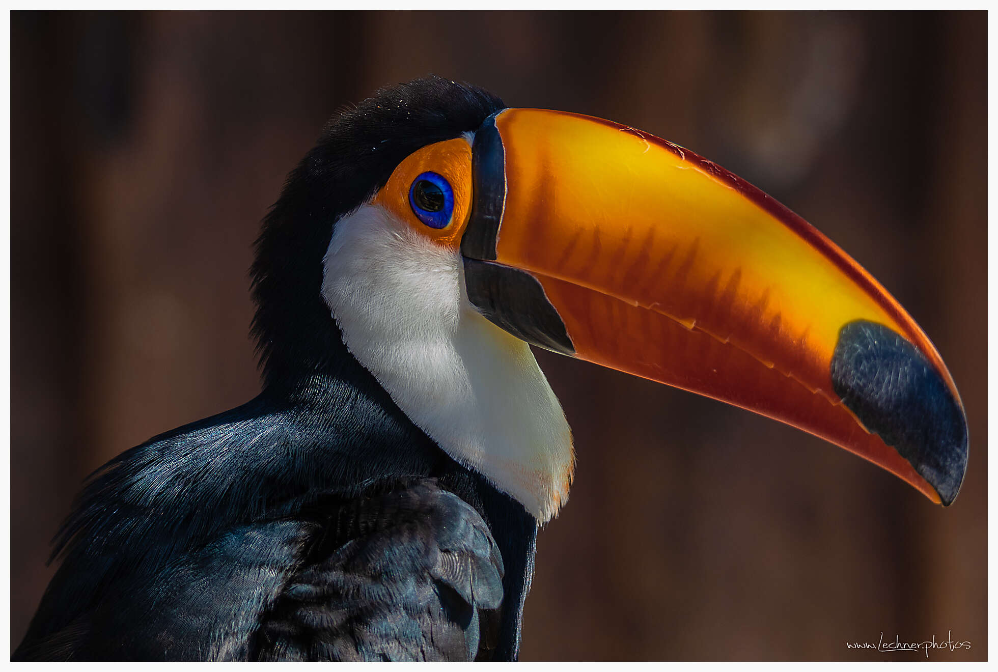 Toucan Toco in Shanghai Wild Animal Park
