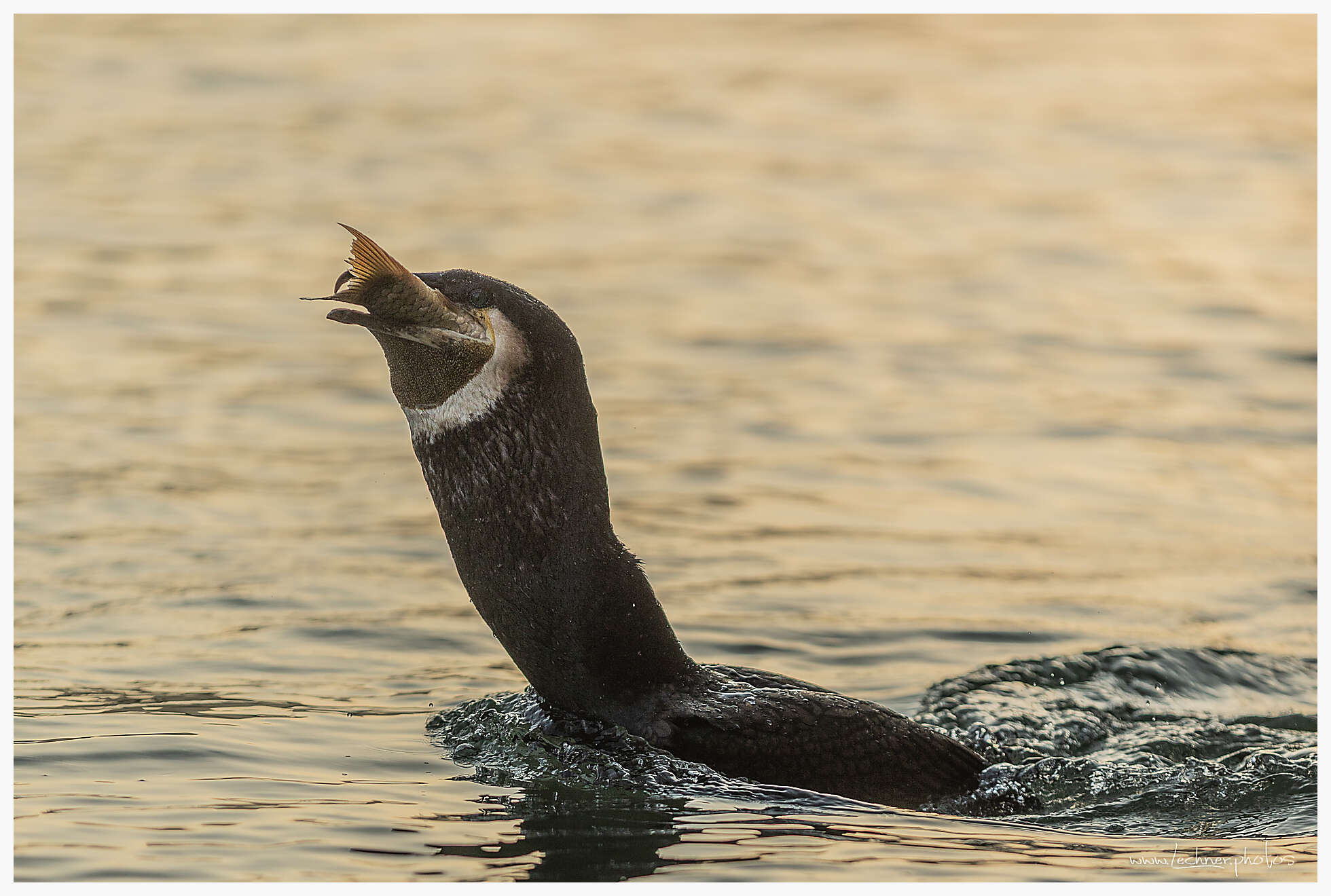 Cormorant bringing his catch