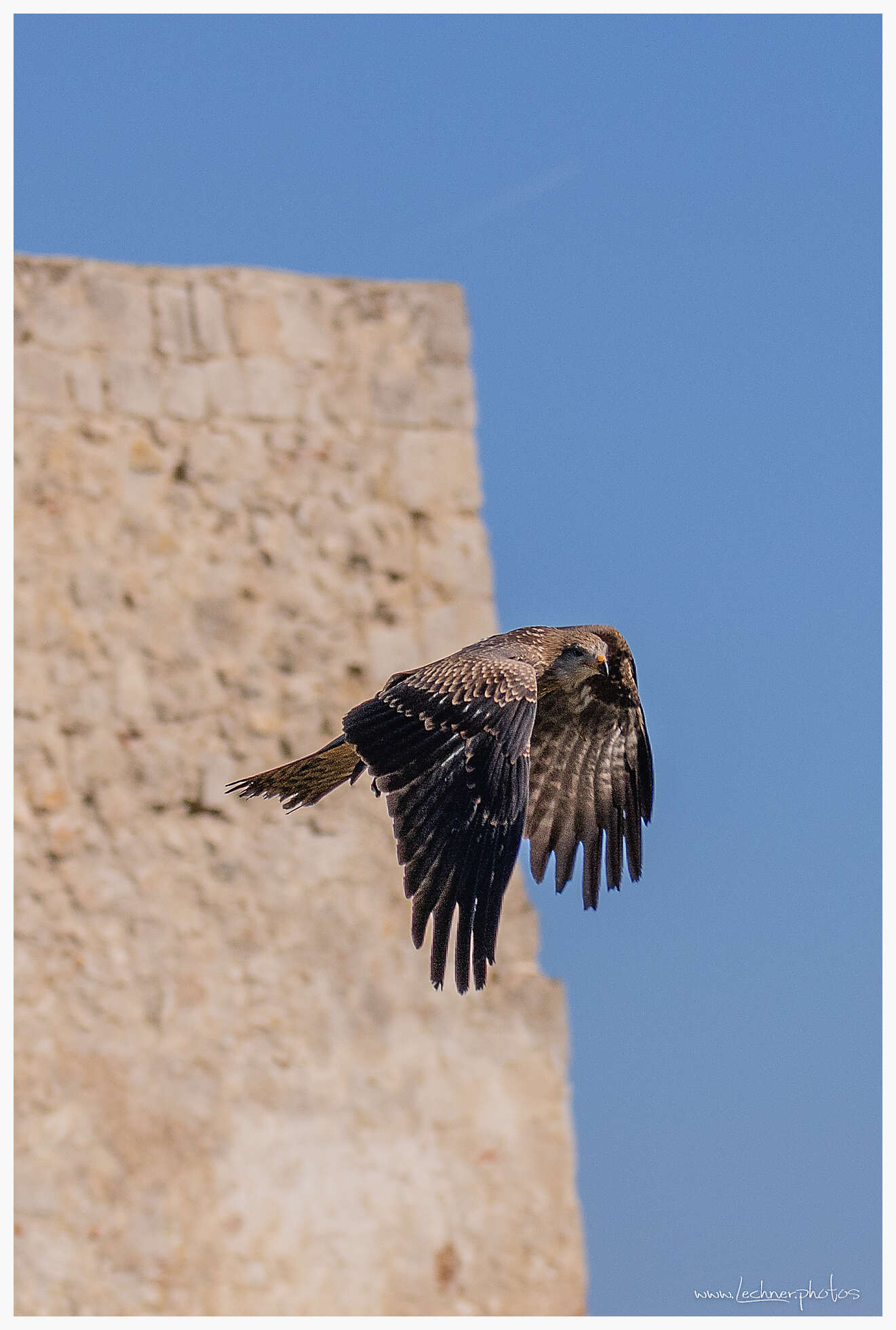 Buteos flying at the castle