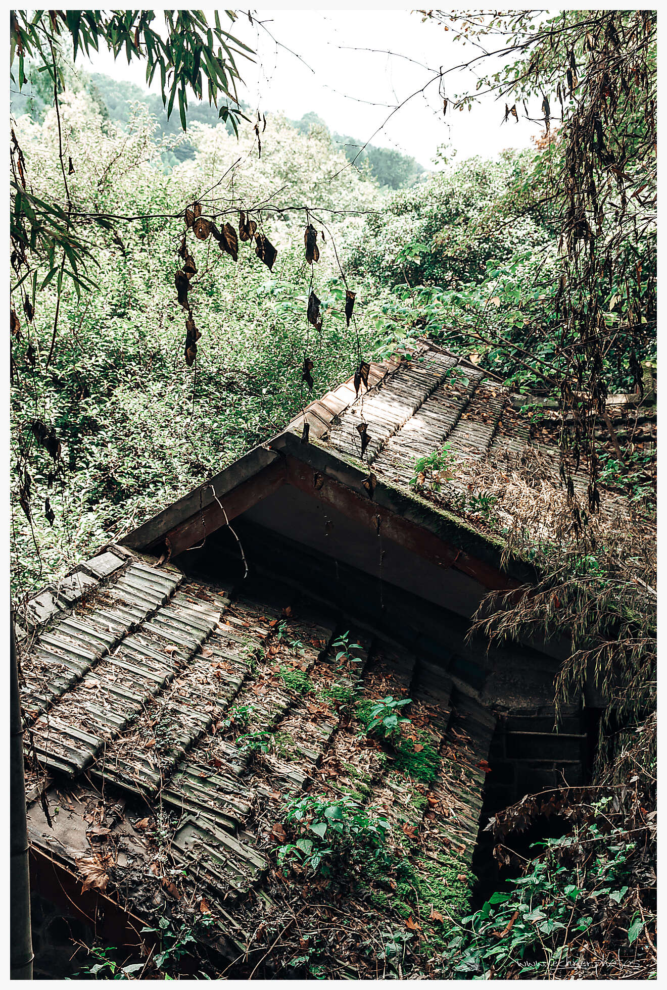 20190805 044418  49A7919