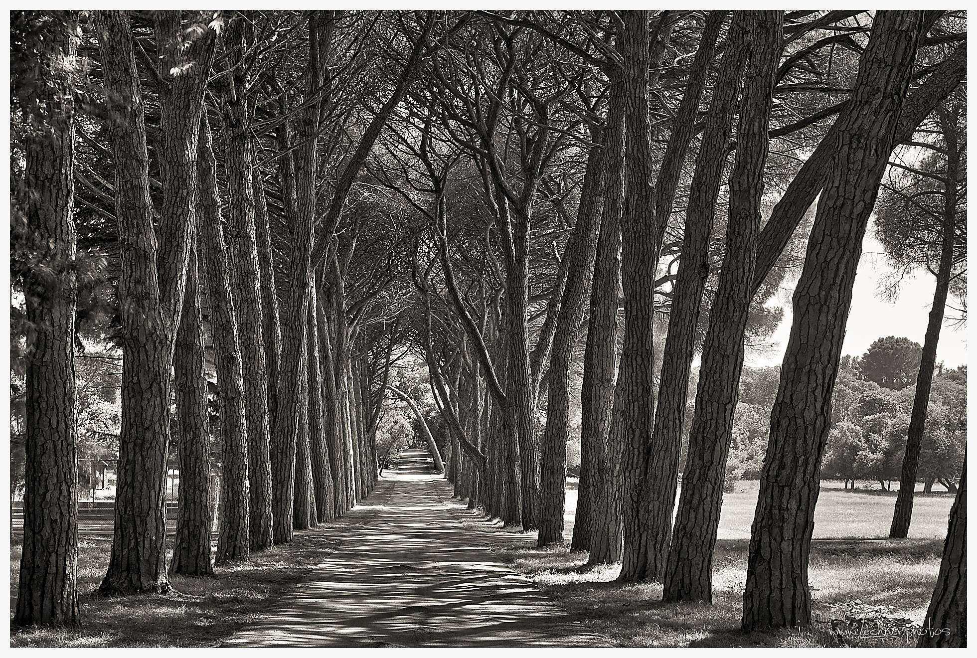 Alley at brijuni national park croatia